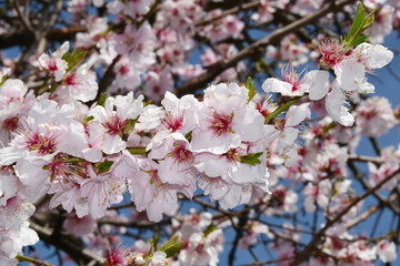 Mandelbaum,  Mandelblüte, Pfalz