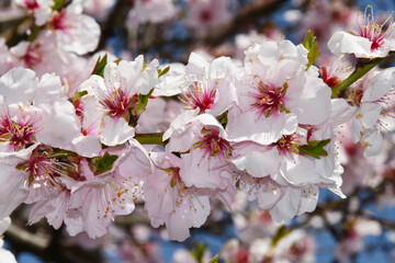 Mandelbaum,  Mandelblüte, Pfalz