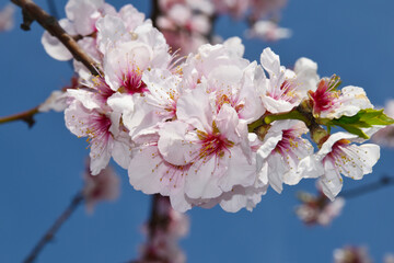 Mandelbaum,  Mandelbl&uuml;te, Pfalz