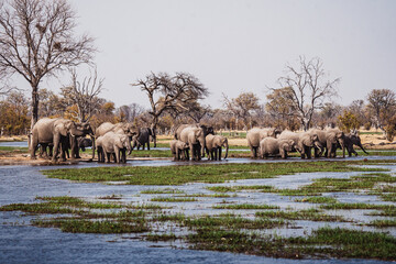 Elefantenherde Okavangodelta