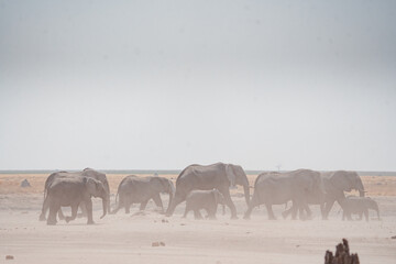 Elefantenherde im Sandsturm