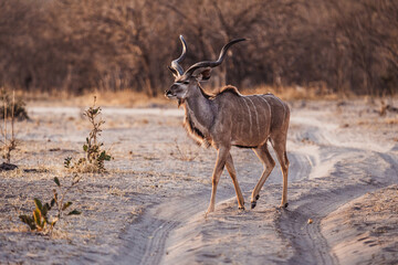 Kudu, männlich