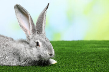 Fluffy grey rabbit on green grass outdoors, space for text