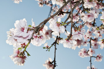 Mandelbaum,  Mandelblüte, Pfalz