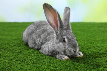 Fluffy grey rabbit on green grass outdoors