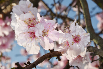 Mandelbaum,  Mandelblüte, Pfalz