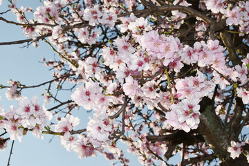 Mandelbaum,  Mandelblüte, Pfalz