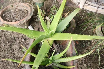 Medicinal plant - Aloe vera. Aloe vera is used in traditional medicine as a skin treatment. In Ayurvedic medicine it is called kathalai, as are extracts from agave.