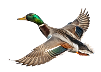 male mallard duck drake in flight isolated on white background,  PNG.