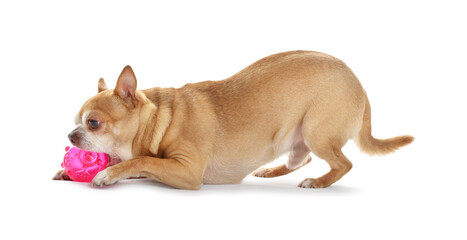 Cute chihuahua dog chewing toy on white background