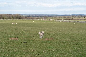 Fototapeta premium Cute spring lambs in a green grass field under a blue sky with cloud.