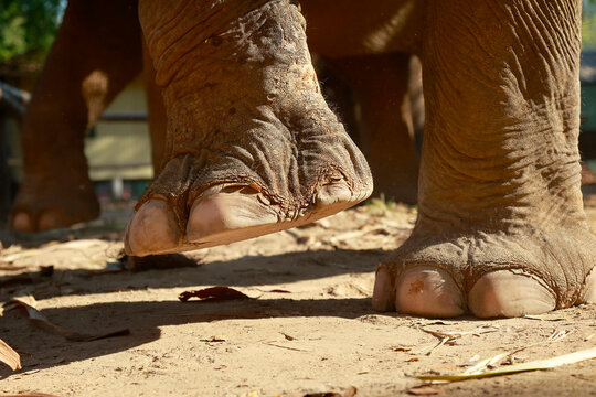 close of elephant's feet ,in a south east asian rainforest