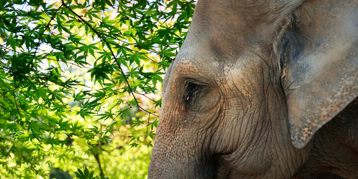 close of elephant's head ,in a south east asian rainforest