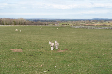Fototapeta premium Cute spring lambs in a green grass field under a blue sky with cloud.