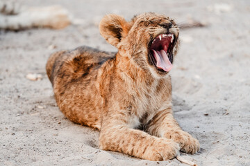 G&auml;hnendes L&ouml;wenbaby