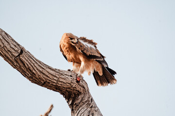 Adler