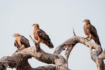Drei Adler auf einem Baum in Botswana