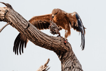Adler mit Beute, Afrika, 