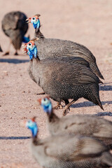 Perlh&uuml;hner in Afrika