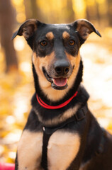 A close-up of a happy black and tan dog wearing a red harness. The dog has a joyful expression, surrounded by a soft, blurred autumn background with yellow leaves and trees in the distance.