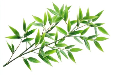 Fototapeta premium Bamboo Branch with Fresh Green Leaves Isolated on White Background