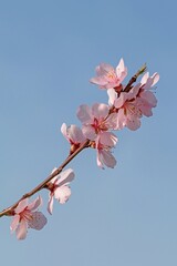 Mandelblüten
