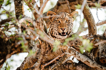Leopard im Baum