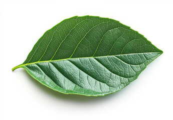 Obraz premium Single guava leaf with natural texture isolated on white background