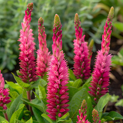 Breathtaking Beauty of the Rare WJ Plant: A Deep Dive into Nature's Artistic Diversity and Vibrant Bloom Elegance