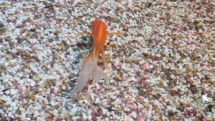 a red goldfish swimming in the water