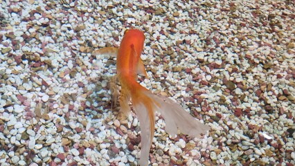 a red goldfish swimming in the water 2