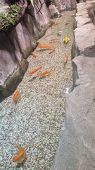 goldfish swimming in the river