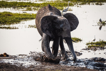 Elefant spielt im Matsch