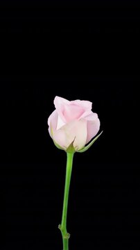 Time lapse of opening Sweet Akito rose with ALPHA channel, vertical orientation