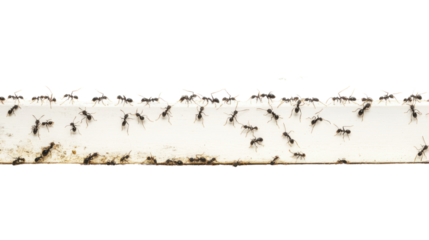 Colony of Ants Invading a Home Through the Windowsill, Crawling in Search of Food and Shelter, Isolated on a Clean White Background
