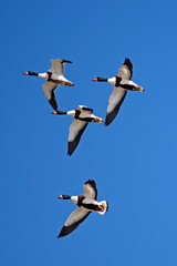 Shelduck flying in the air