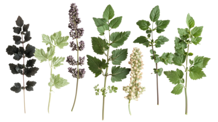 Detailed Visual Representation of Black Cohosh, Showcasing Its Distinctive Leaves, Roots, and Flowering Stalks, Often Used in Herbal Medicine and Natural Remedies, Isolated on a Clean White Background