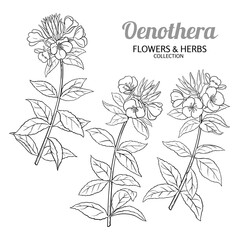 Oenothera Plant with Flowers and Leaves Outline Illustration. Essential oil ingredient for cosmetics, spa, aromatherapy, health care, alternative medicine. Vector isolated for design or decoration.