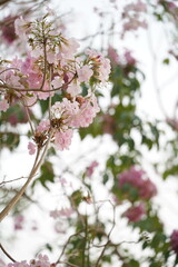 Closed up fluffy flower, pink cherry blossom with blurred background.