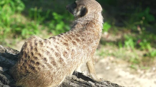 Meerkat in sunlight with sharp facial features and spotted fur, natural setting
