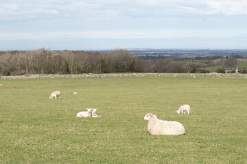 Flock of sheep with new spring lambs in a green grass field under a blue sky with clouds.