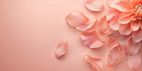 Fototapeta premium Flower bloom and petals