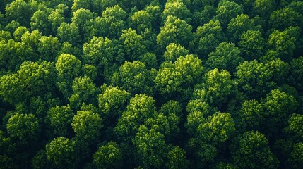 Naklejka premium Aerial view of lush green forest canopy