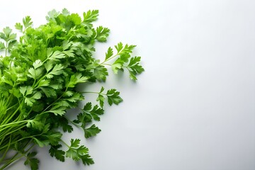 Chervil on White Background