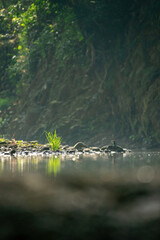 Quintan Stream glows in golden afternoon light where vibrant green reeds sprout among smooth riverbed stones. A small kingfisher perches vigilantly on a rock amid the shallow waters.