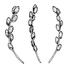 Black and white ink drawing of three pussy willow branches. Hand-drawn spring botanical illustration for seasonal cards, invitations, packaging, nature-themed designs, religious celebration materials. © FlorainloveArt