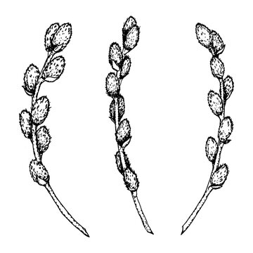 Black and white ink drawing of three pussy willow branches. Hand-drawn spring botanical illustration for seasonal cards, invitations, packaging, nature-themed designs, religious celebration materials.