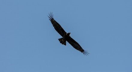 Eagle Soaring Against Clear Blue Sky During the Day Perfect Wildlife
