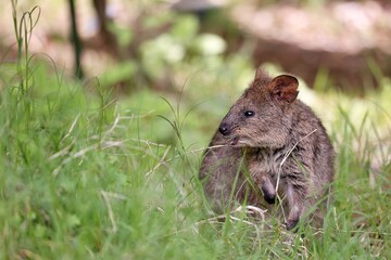 草むらで雑草を食べるクアッカワラビー