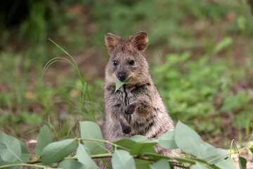 葉を食べるクアッカワラビー